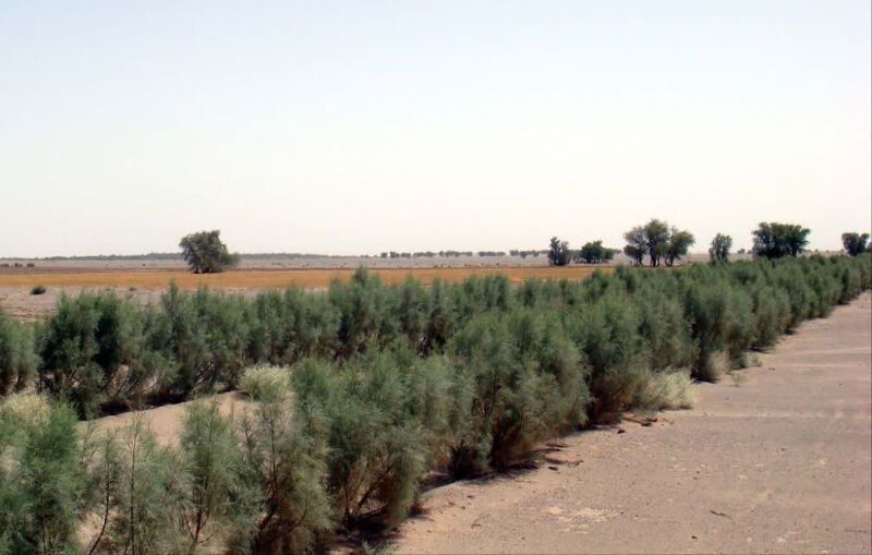 مدیرکل منابع طبیعی و آبخیزداری استان مرکزی: پیشتازی طرحهای بیابانزدایی استان مرکزی از چالشها