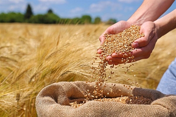 واریز ۱۱ هزار میلیارد تومان به حساب ۲۳ هزار گندمکار با عاملیت بانک کشاورزی