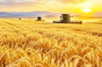 رکورد تاریخی تولید گندم، سنگر امنیت غذایی